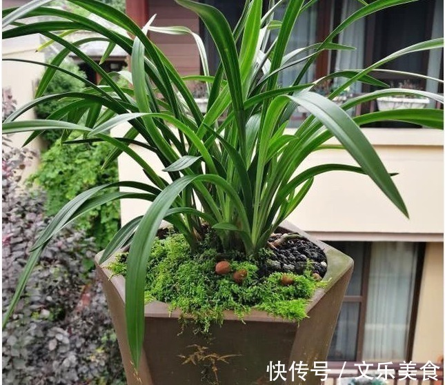 颗粒|老花农养兰花，用3种植料，兰花不烂根，芽蹭蹭冒，花呼呼开