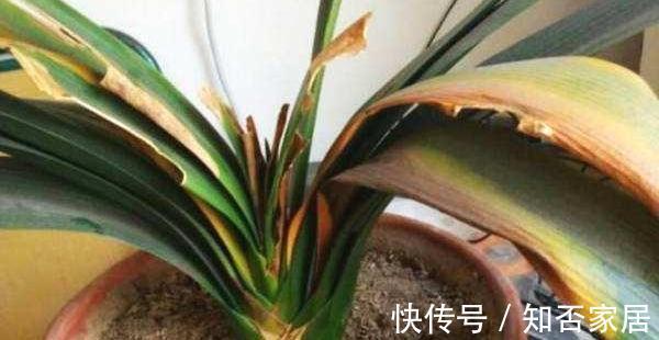 休眠期|栽培君子兰出现问题,基本是以下方面的原因,解决方案都在这里