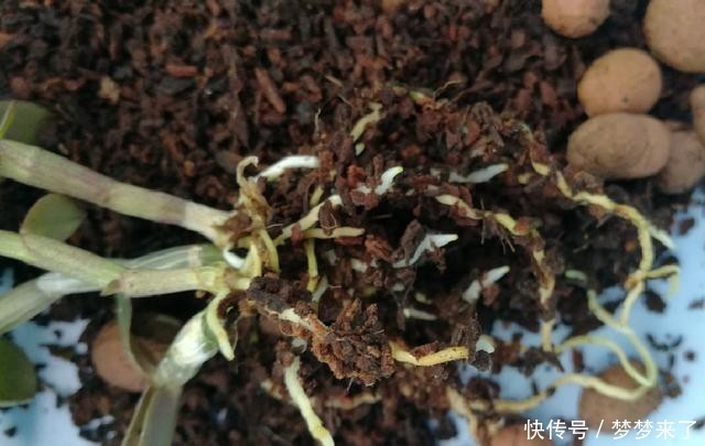 神奇|4种花别用土养,一浇水就烂根,最后1种很神奇,倒挂空中也开花