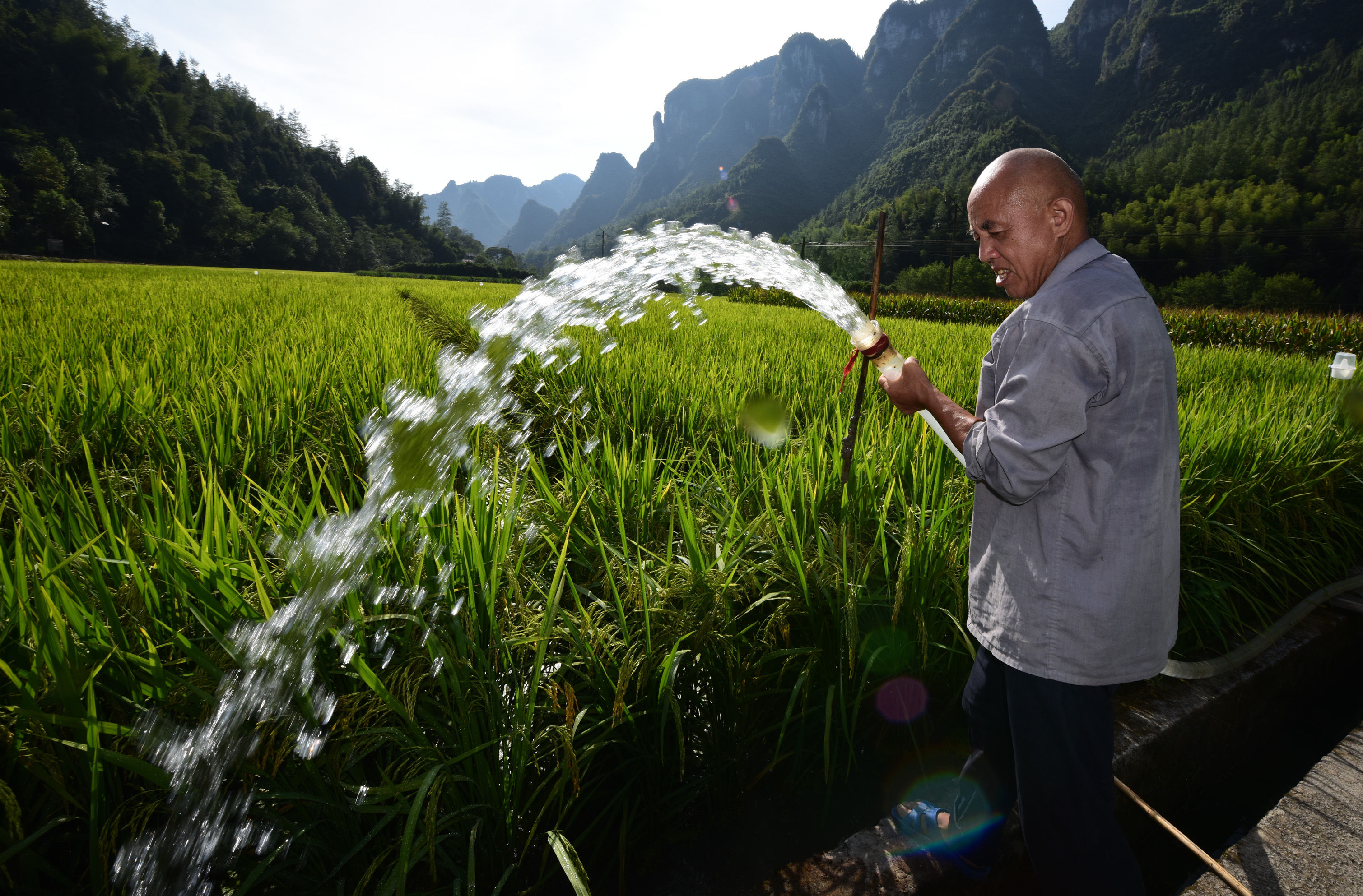 摄)连日来,多地出现高温少雨天气,人们积极抗旱保生产,降低旱情对农业