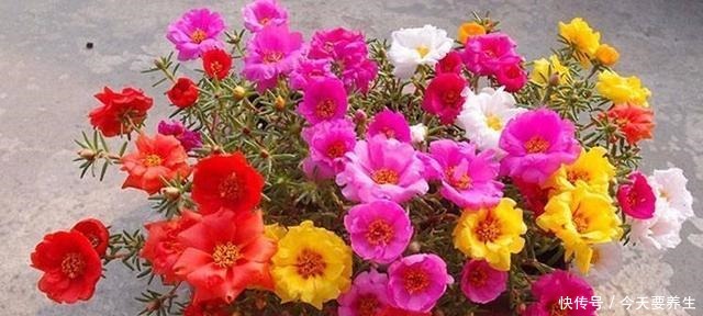 4种花“最好养”,种一棵长一片,密密麻麻都是花!