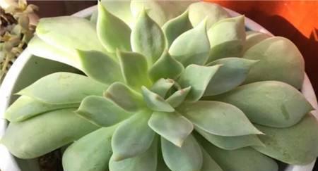 多肉叶片下翻怎么办2招就搞定,越长越壮,变成姿态优美的老桩