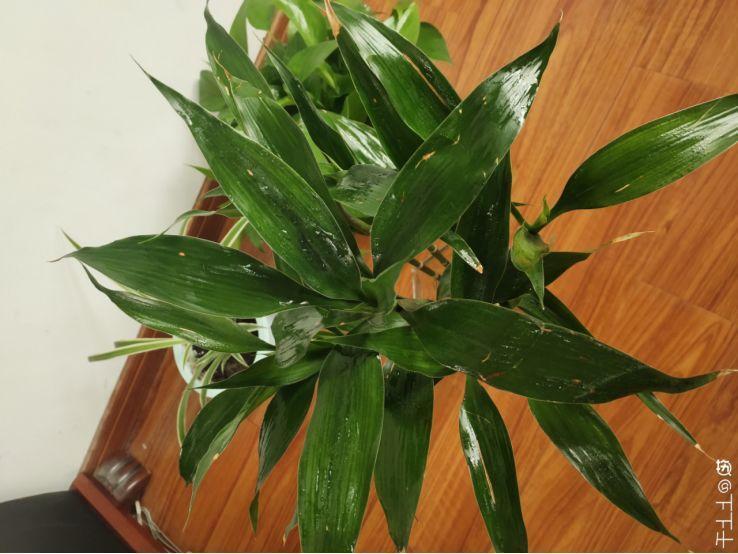 养花的3个坏习惯,赶紧戒掉,不然再好养的花都得挂!