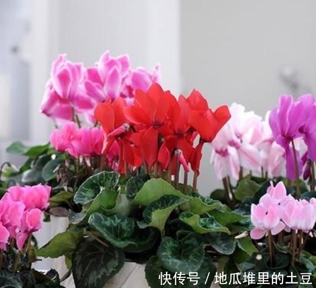 养花就养个花期长的,花大色艳,层层交叠,烂漫迷人眼