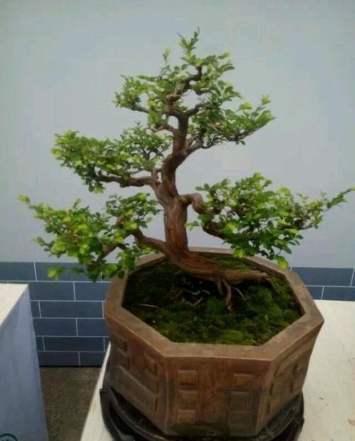 山格木盆景能在北方养护吗,养护需要注意什么