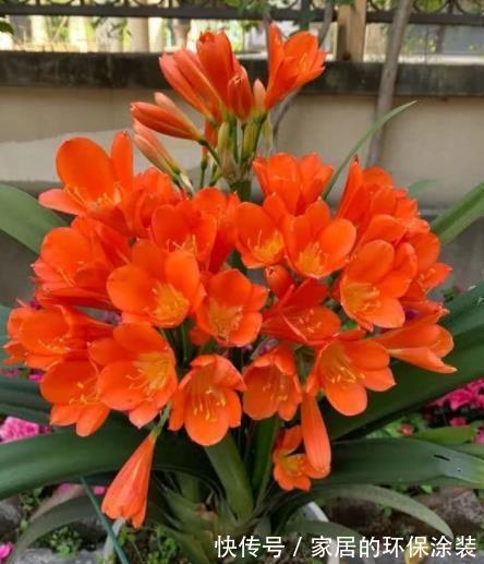 十月养君子兰，掌握“2多1忌”，花苞长满枝头，叶片挺拔油绿