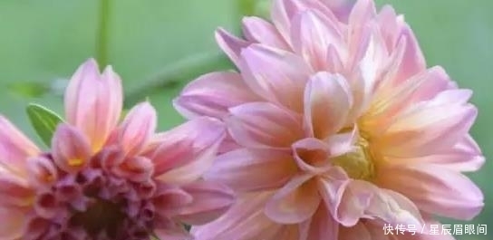 一年三季都开花的5种盆栽,惊绝你的阳台