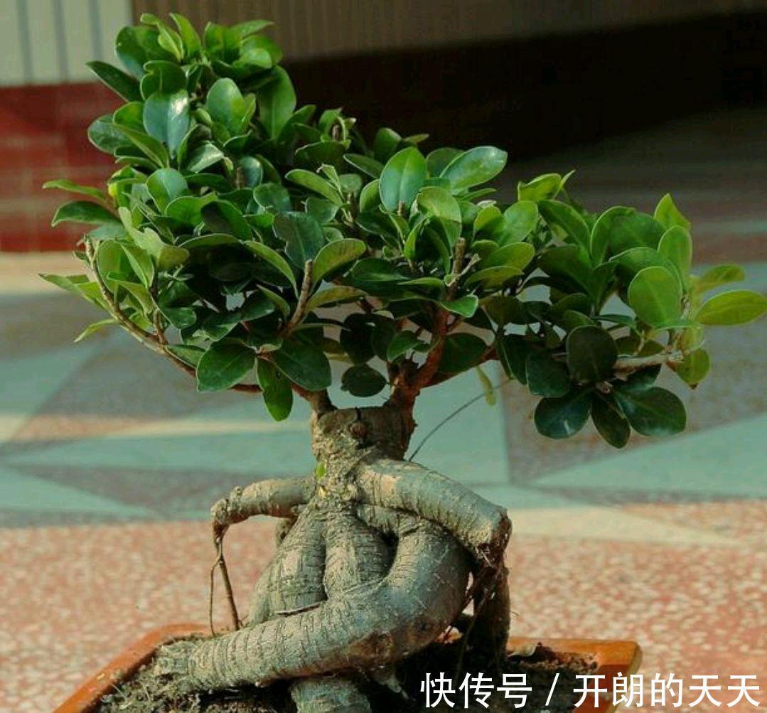 养护|榕树盆景要想美不胜收,几个管理耍起来