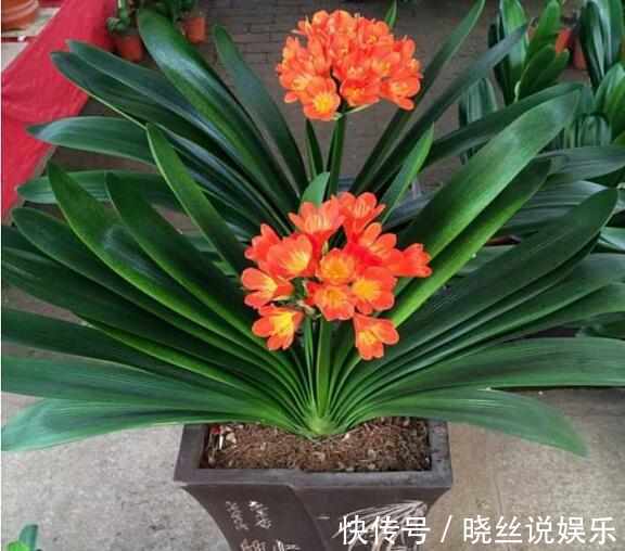 绿萝|绿萝、君子兰长得慢,只需花盆里加点饮料,生长的速度拦都拦不住