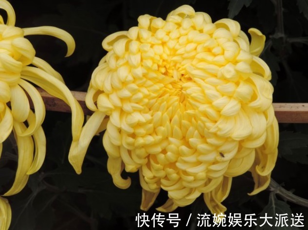 牡丹|喜欢养菊,不如养盆“菊中珍品”金牡丹,花似牡丹,金光灿灿,美
