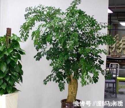 什么长寿花、富贵竹都不如养这“4种树”,寓意吉祥,越养越值钱!