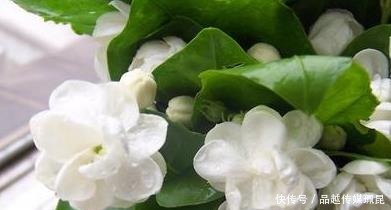 喝水|这些花,命太大,成桶成桶喝水,烈日下开花,开爆整个夏天