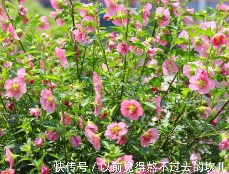 养花就养这几款，5元1盆，漂亮又好养，开花多、花期长！