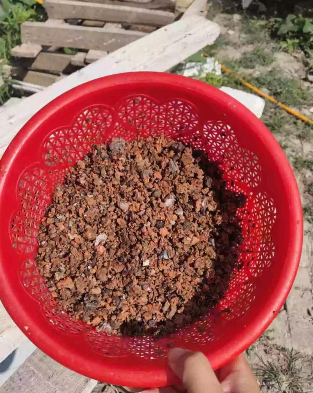 家里吃剩的果皮,拿来养花嗖嗖长,不黄叶、开花多