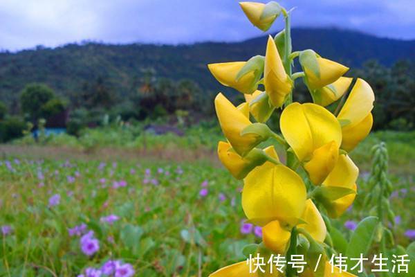 此花花瓣像是卖萌的小金鱼,花语是繁荣昌盛是一种吉祥的花卉