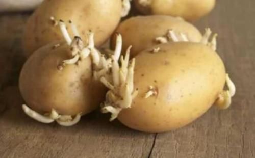 去进行食用|土豆发芽了没办法吃,但是却有大用处,别傻傻扔掉了