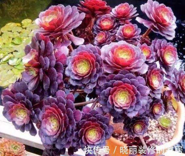 长势|入秋以后,多肉法师要放养,丢失外长势旺,养成群生手捧花