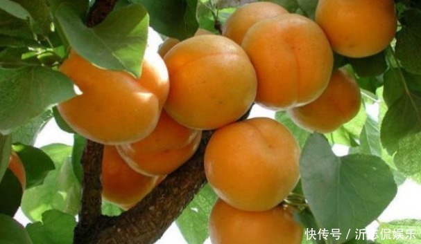 樹體|杏光澤肌膚、養(yǎng)顏美容,農(nóng)民種植掌握病害防治,收獲高產(chǎn)優(yōu)質(zhì)杏子