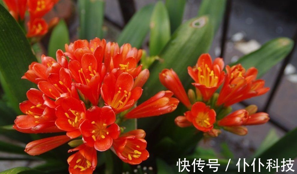 水溶肥|养君子兰要会施肥,适合它的肥料有“3种”,不同时期用法不同