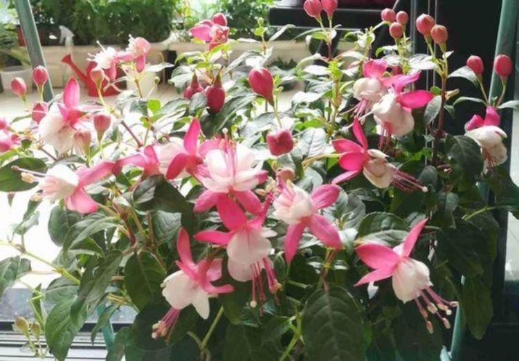 5种花,堪称“开花机器”,盛开时繁花似锦,花色美轮美奂