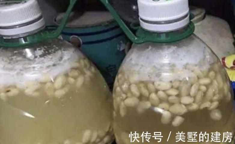 虫害性|入秋后天渐凉,养多肉用这3种“特效水”,叶子越发透亮肥美