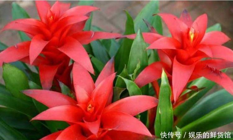 开花|4种花寓意好,家里养一盆,增福又纳财,养100盆也不嫌多!