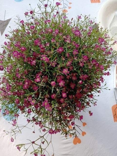 过年不知道买什么花,3种类型随便挑,好养寓意也好