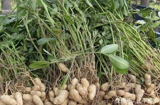 常吃|常吃花生好处多，谁都可以吃专家提醒3类人最好一口也别碰