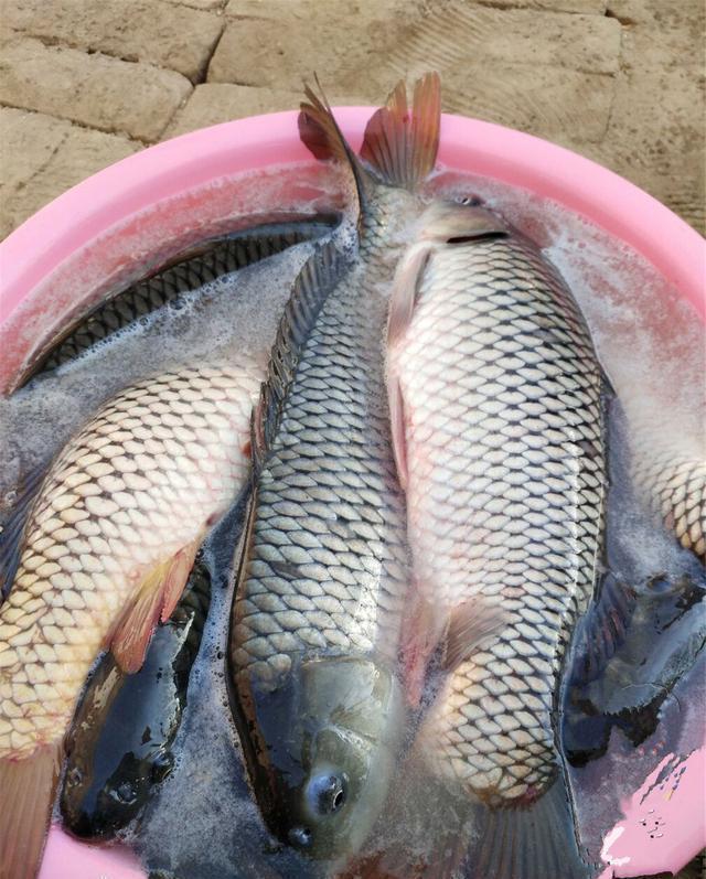 觅食|野钓经典钓位二道坎，鱼儿必经之地，这样钓增大爆护概率