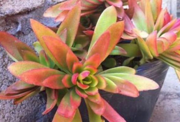 冬季养多肉怎么浇水好,什么情况下需要断水,3个方法解决