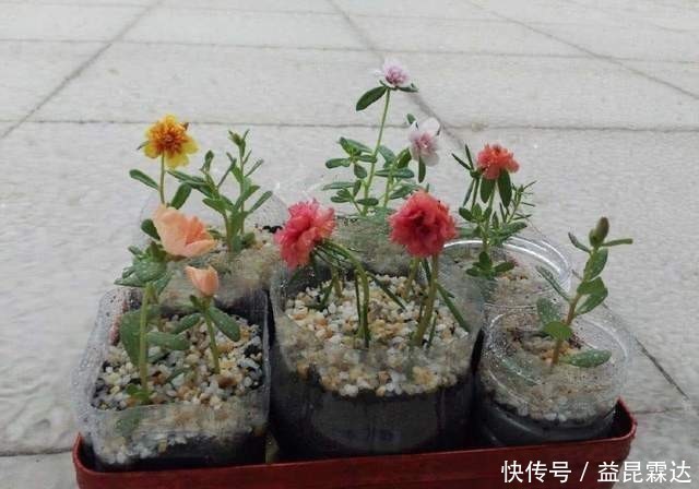 这6种花不用花钱买，随便切一刀撒到盆里，落地生根，变出很多盆