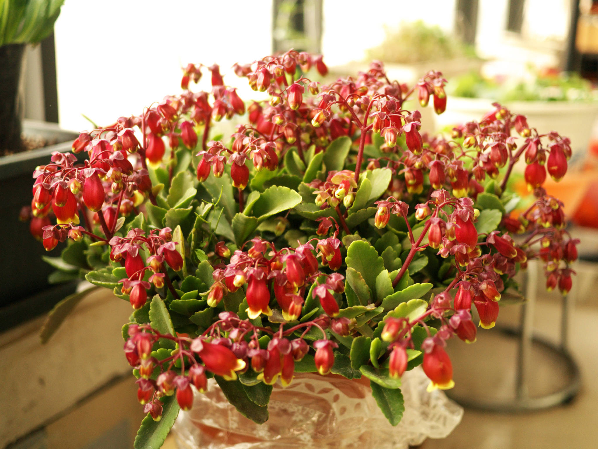 此花寓意着给人们带来健康,为家中增添吉祥如意,象征着健康长寿