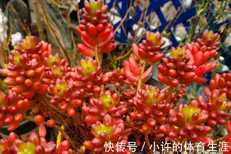 养多肉虹之玉和乙女心,做到4点并注意2点,冬天上色既水灵又好看