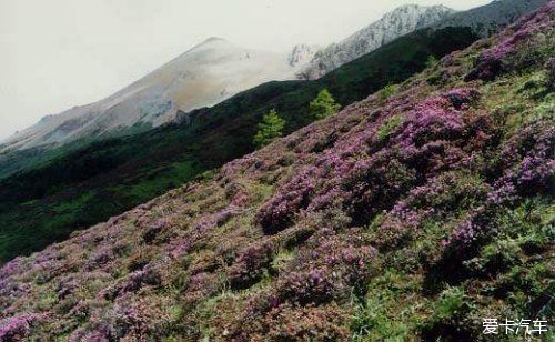 中国最美森林之白马雪山高山杜鹃林 （云南）