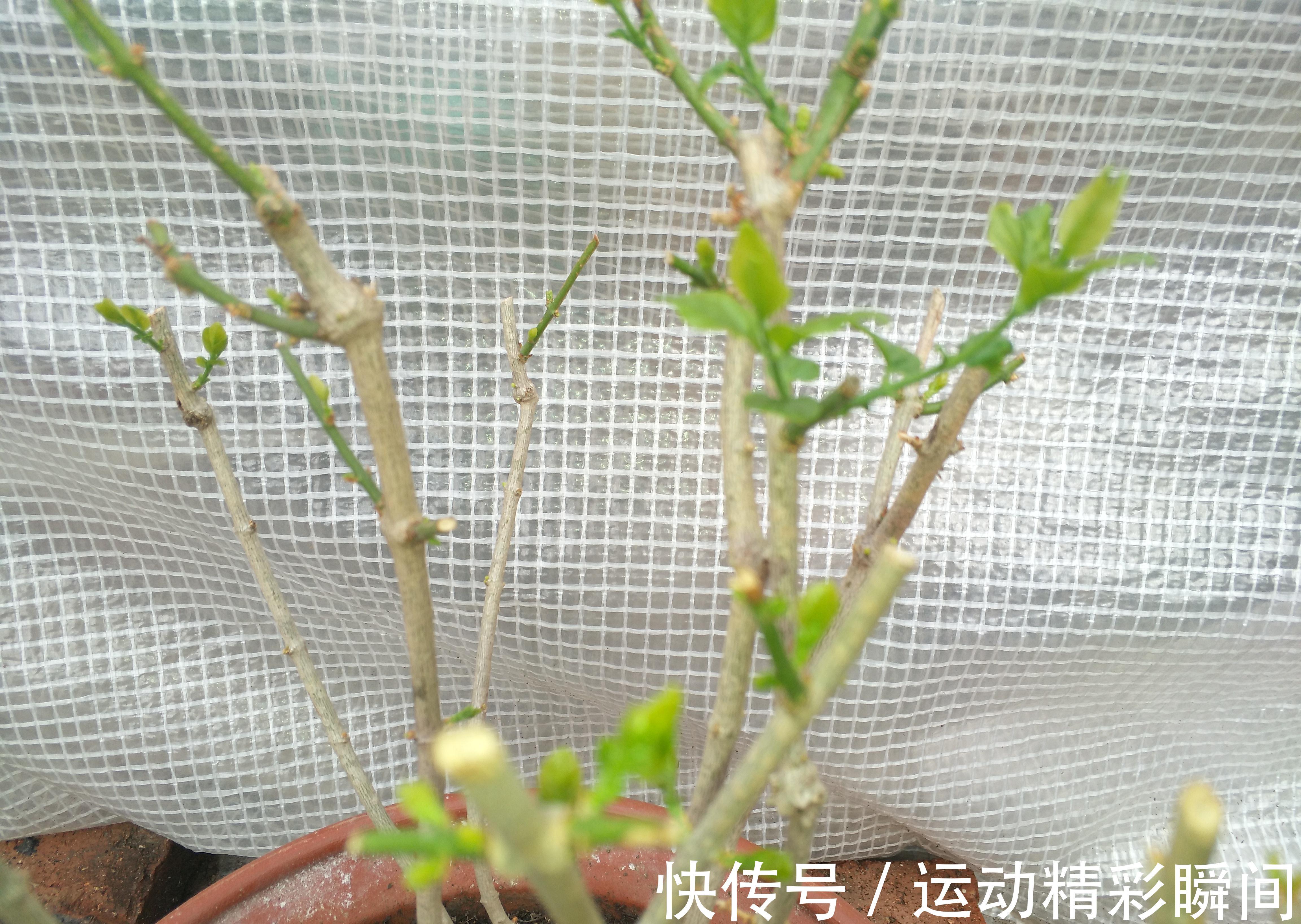 茉莉花生长季这样养,新枝新叶萌发快,花满枝头花香浓