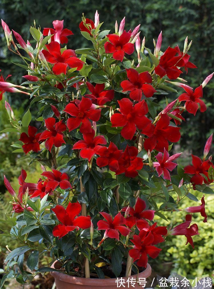 9种漂亮花，热不死晒不怕，开花大半年，没有病虫害，38度成花海