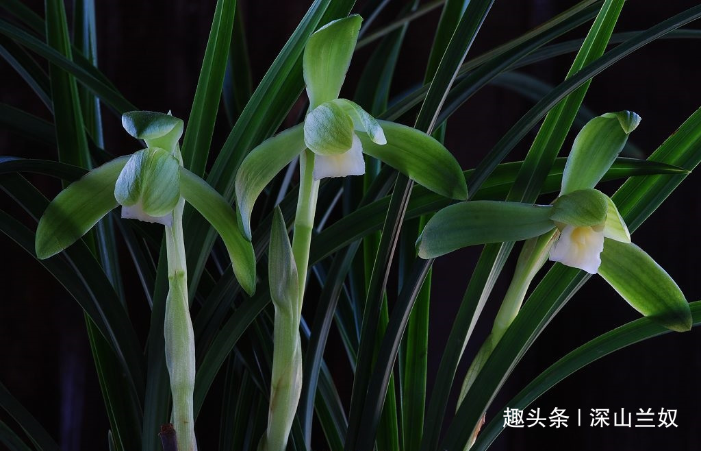 松树皮是养兰花的好东西，不会处理反而会害到兰苗