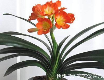 君子兰土|君子兰盆里加点东西,养几十年都不会烂根,年年都能开花爆盆