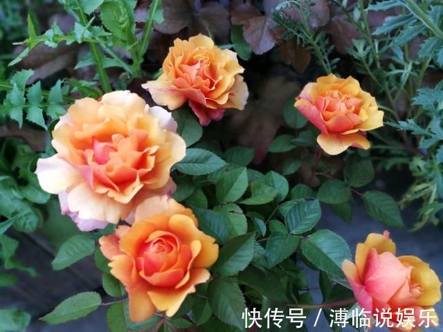 茂密|这几种花入秋就别动了,剪错地方花芽全掉了,明年开花都成问题