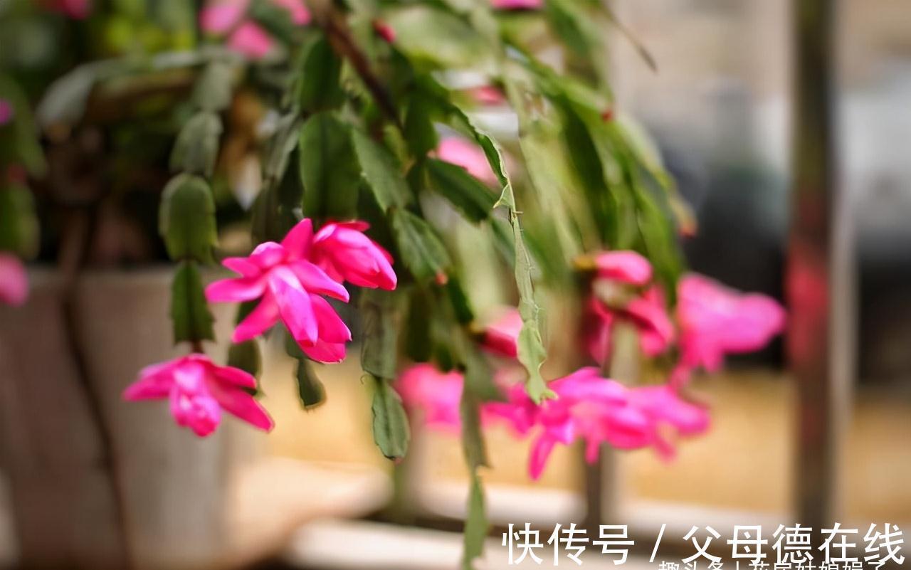 蟹爪兰处在开花期，这5件事要避免，做错了对蟹爪兰伤害很大