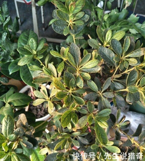 杜鹃花买回家,两个月就挂了,杜鹃有“3怕”,避开很重要