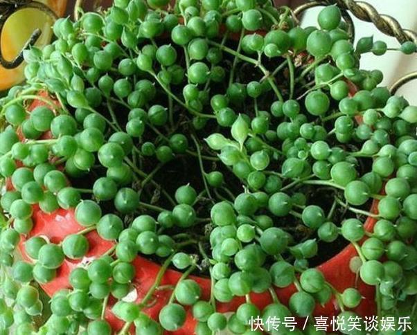 养花缺少磷钾肥学会自制技巧，往花盆里放一点养啥植物都旺