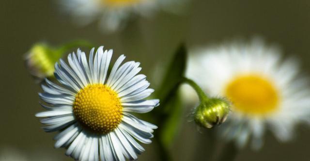 扶桑花|才知道,以下的花,养殖简单,开花漂亮,花期还长,一定要养几盆
