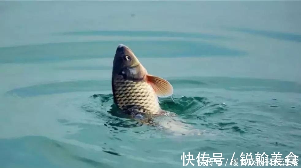 钓友|钓鲤鱼选什么钓位?钓鲤鱼用什么饵料最好?