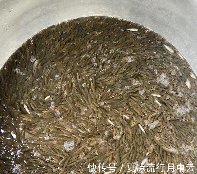 江西一水库麦穗鱼成灾,当地老乡一天能搞上千条,杀鱼杀到崩溃!