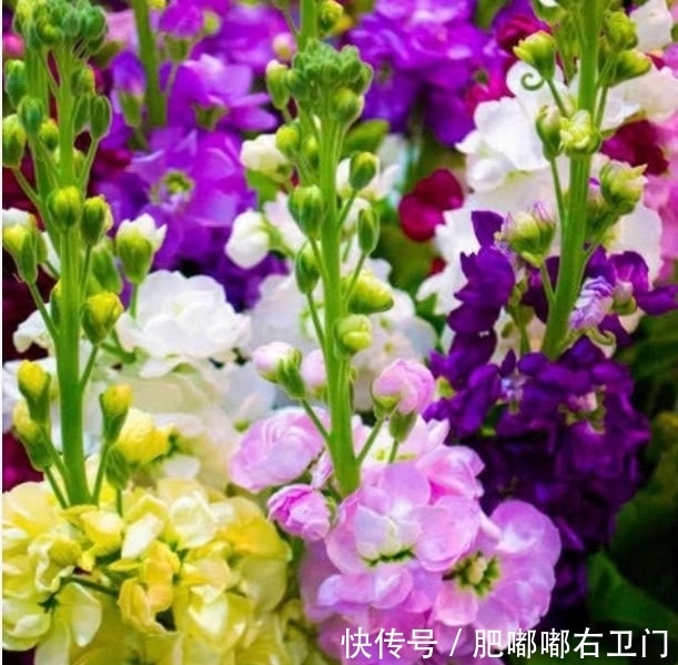 4种花很耐养,沾土就能活,浇水就疯长,随便养都开花不断