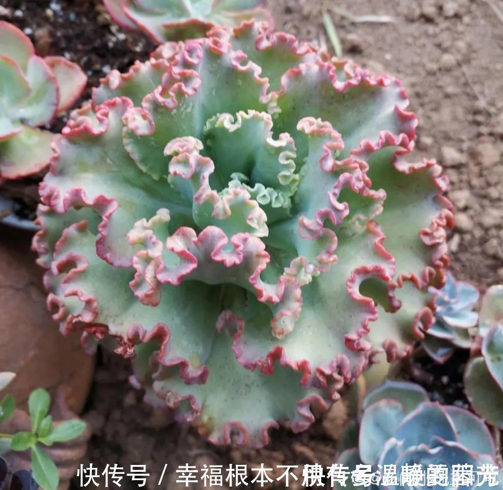 多肉|田里种多肉，在地里自然生长，棵棵肥成大白菜