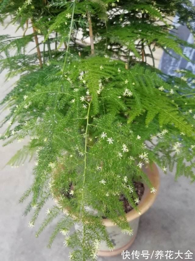 老一辈人说,4种绿植不常开花,一开花就预示有好事儿,你见过吗