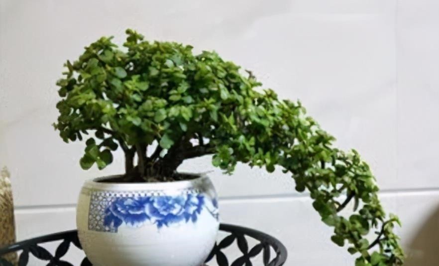 移栽|想养金枝玉叶悬崖桩?从一根枝条开始,简单几步操作,养成悬崖桩