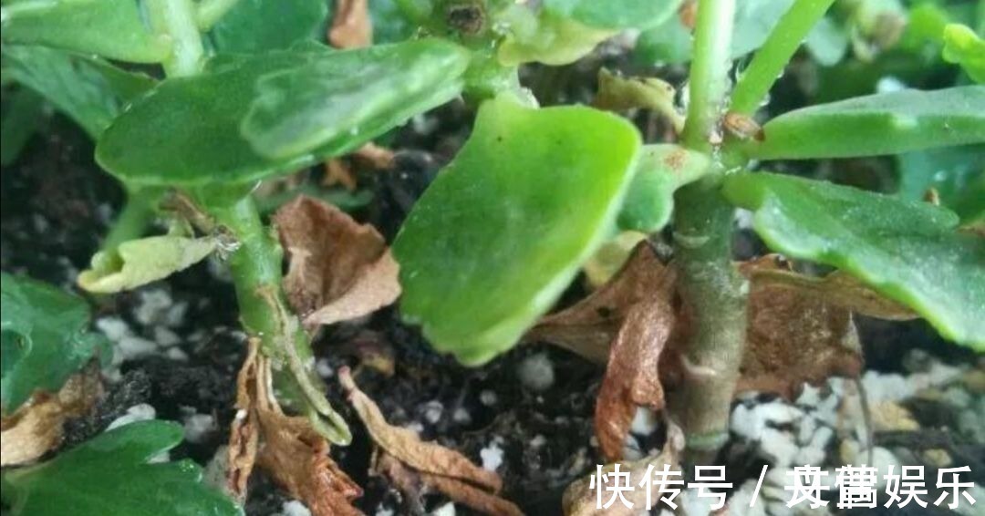 6种花怕水涝，勤快人养不好，浇水多了就烂根